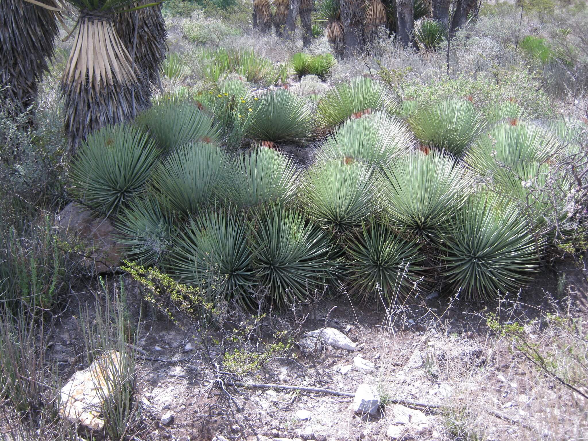 Agave striata